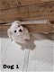 Er zijn 3 prachtige Maltese pups beschikbaar - 3 - Thumbnail