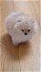 Pomeriaan bearface hondjes meet FCE stamboom - 4 - Thumbnail