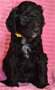 Labradoodle pups - 1