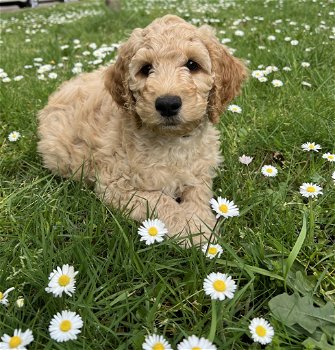 Nog 1 Goldendoodle dame 12 weken - 0