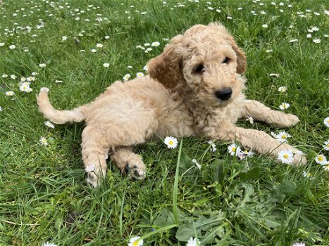 Nog 1 Goldendoodle dame 12 weken - 1