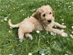 Nog 1 Goldendoodle dame 12 weken - 1 - Thumbnail