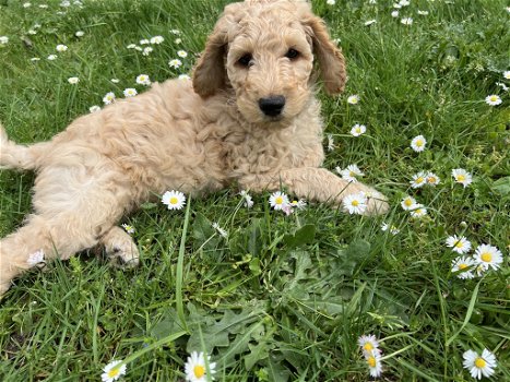 Nog 1 Goldendoodle dame 12 weken - 2