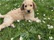 Nog 1 Goldendoodle dame 12 weken - 2 - Thumbnail