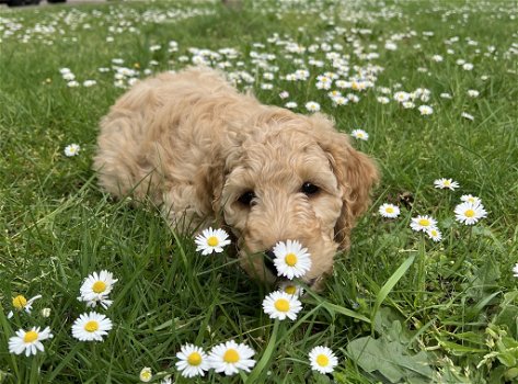 Nog 1 Goldendoodle dame 12 weken - 3