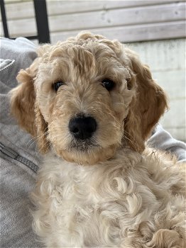 Nog 1 Goldendoodle dame 12 weken - 4