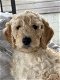 Nog 1 Goldendoodle dame 12 weken - 4 - Thumbnail