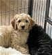 Nog 1 Goldendoodle dame 12 weken - 6 - Thumbnail