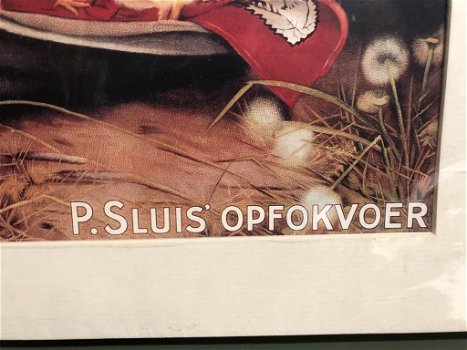 Affiche P. Sluis Opfokvoer met Kuikens. - 2
