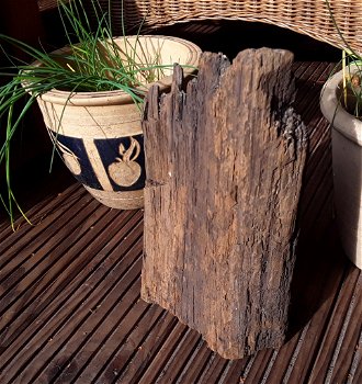 Oerhout / heel oud hout afkomstig van een oerbos - 0