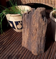 Oerhout / heel oud hout afkomstig van een oerbos