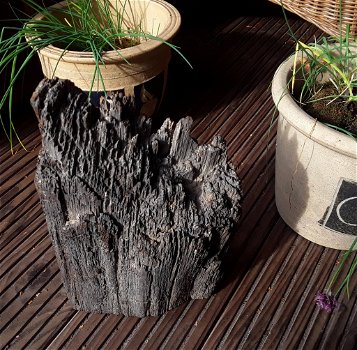 Oerhout / heel oud hout afkomstig van een oerbos - 1
