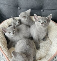 Rasechte Russisch blauwe kitten te koop