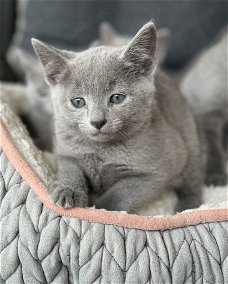 Russische blauwe kitten te koop