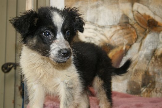 mooie border collie austalian pups - 1