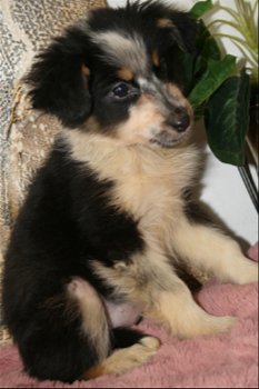 mooie border collie austalian pups - 2