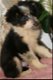 mooie border collie austalian pups - 2 - Thumbnail