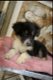 mooie border collie austalian pups - 3 - Thumbnail