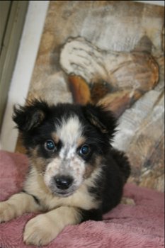 mooie border collie austalian pups - 4