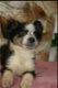 mooie border collie austalian pups - 5 - Thumbnail