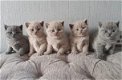 Nieuwe baby's van Britse korthaarkittens - 0 - Thumbnail