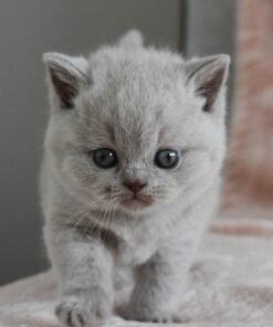 Nieuwe baby's van Britse korthaarkittens - 2