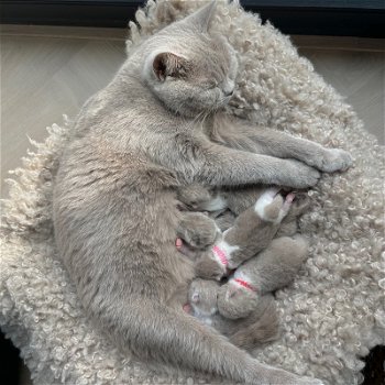 Nieuwe baby's van Britse korthaarkittens - 5