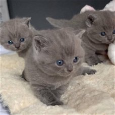 Laatste Britse Korthaar kitten( katertje)