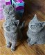 Laatste Britse Korthaar kitten( katertje) - 1 - Thumbnail