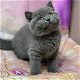 Laatste Britse Korthaar kitten( katertje) - 2 - Thumbnail