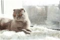 Laatste Britse Korthaar kitten( katertje) - 3 - Thumbnail