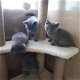 Laatste Britse Korthaar kitten( katertje) - 4 - Thumbnail