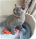 Laatste Britse Korthaar kitten( katertje) - 5 - Thumbnail