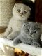 Laatste Britse Korthaar kitten( katertje) - 6 - Thumbnail