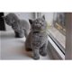 Laatste Britse Korthaar kitten( katertje) - 7 - Thumbnail