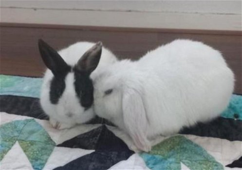 2 lieve konijnen - 1