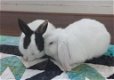 2 lieve konijnen - 1 - Thumbnail
