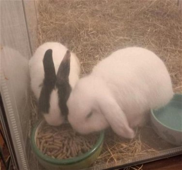 2 lieve konijnen - 2