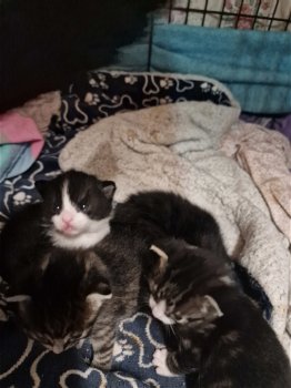 4 kittens - 0