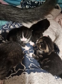 4 kittens - 3
