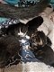 4 kittens - 3 - Thumbnail