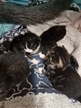 4 kittens - 4