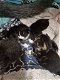 4 kittens - 4 - Thumbnail