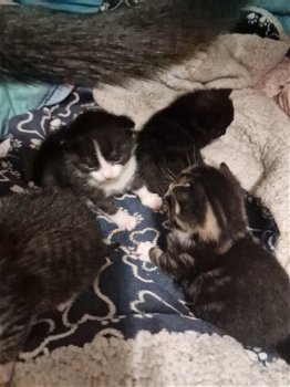 4 kittens - 5