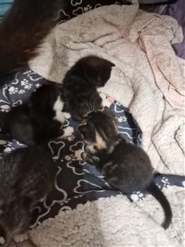 4 kittens - 6