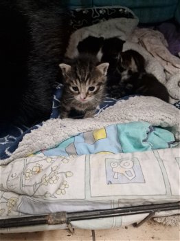 4 kittens - 7