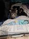 4 kittens - 7 - Thumbnail