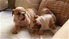 Leuke Engelse bulldog puppy's beschikbaar - 1 - Thumbnail