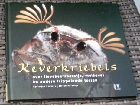 Keverkriebels over lieveheersbeestje, meikever en torren. - 0