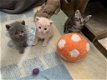 Schattige kittens - 0 - Thumbnail